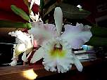 Orchideen